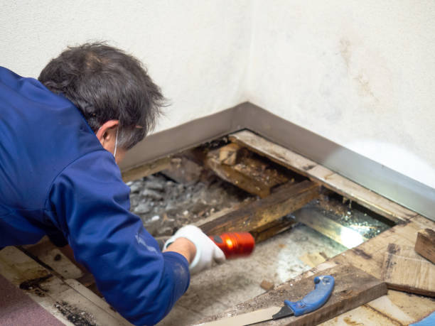 Best Attic Mold Removal  in High Point, FL