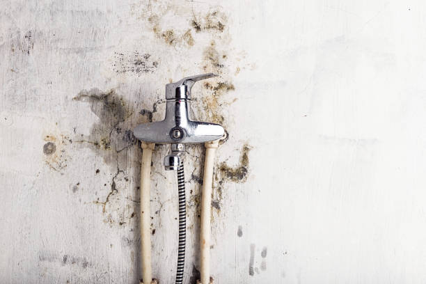 Best Same-Day Mold Removal  in High Point, FL