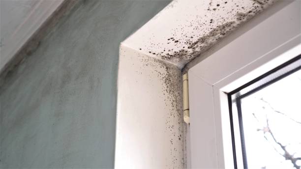 Best Black Mold Removal  in High Point, FL