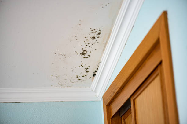 Best Crawl Space Mold Removal  in High Point, FL