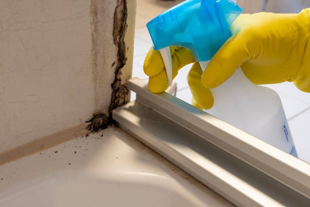 Best Toxic Mold Removal  in High Point, FL