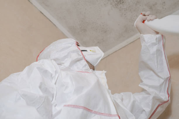 Best Black Mold Removal  in High Point, FL