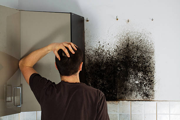 Mold Removal and Inspection in High Point, FL