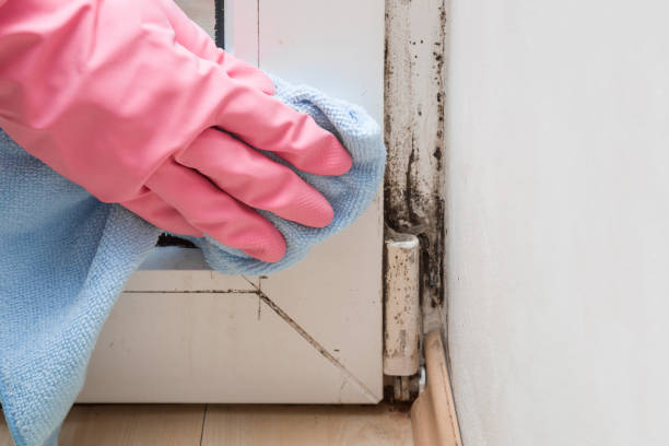 Mold Removal Process in High Point, FL