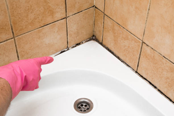 Certified Mold Removal in High Point, FL